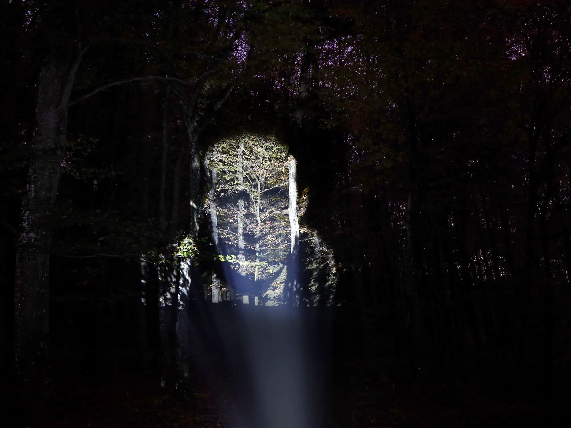 Porträtprojektion im Wald - Geomapping by Harald Schwarz