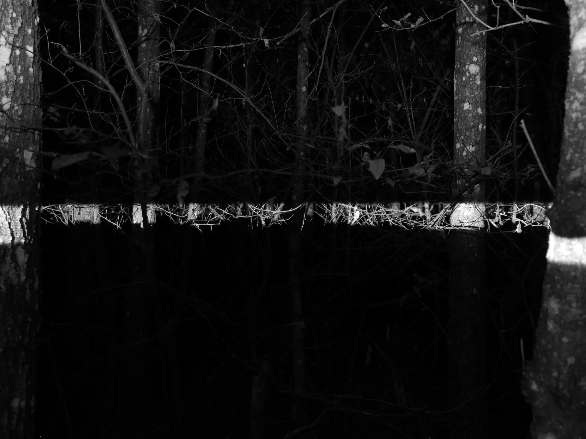 Grenzlinie - Projektion im Wald - Dokumentation © Harald Schwarz